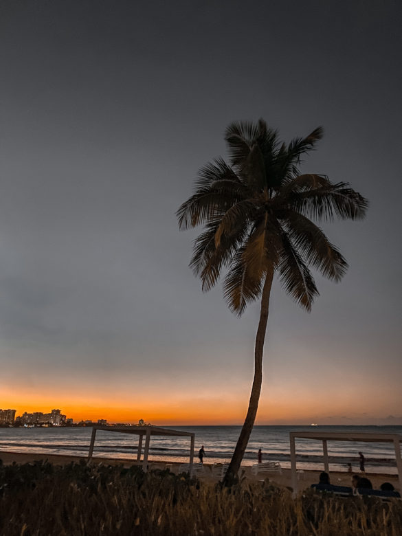 palmtrees